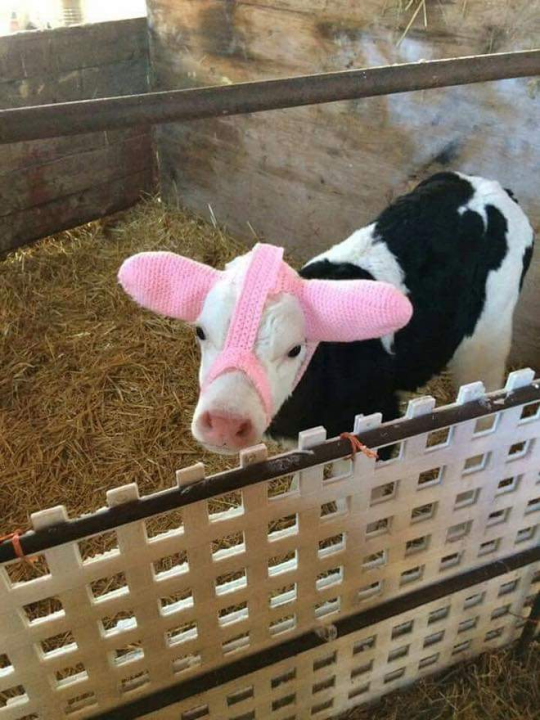 whiteincinite:Baby cow earmuffs are a thing apparently, to protect their lil ears from frostbite