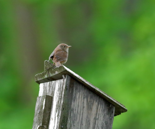 A wren, guards its home assiduously. 
