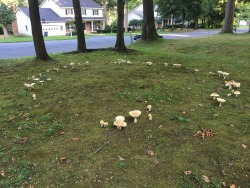 diary-of-a-chinese-kid:  These mushrooms