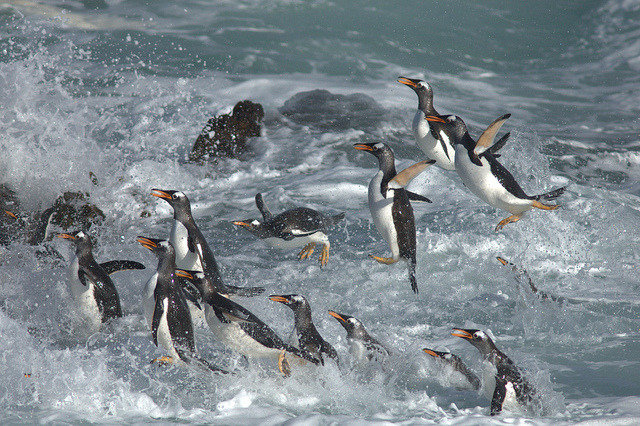 _DSC4680 by ajstanbury on Flickr.
Penguin play.