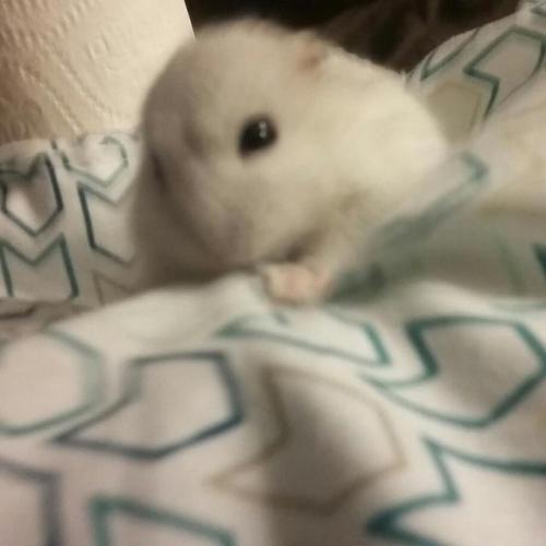 complex hamster maze complex hamster maze