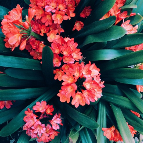 floralls