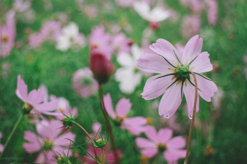 common cosmos