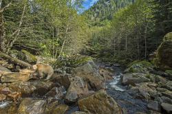 awkwardsituationist:  the great bear rainforest