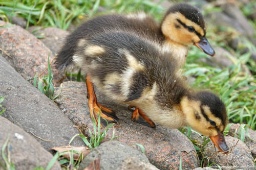 Mallard Ducklings