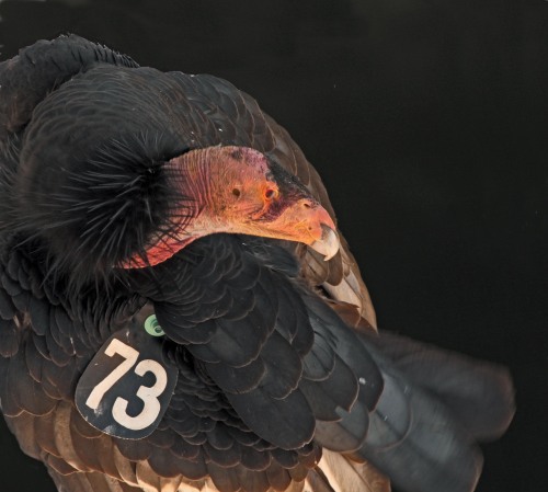 dezzoi:New World Vultures(Turkey Vulture) (Black Vulture)(California Condor)(Lesser Yellow Headed Vu