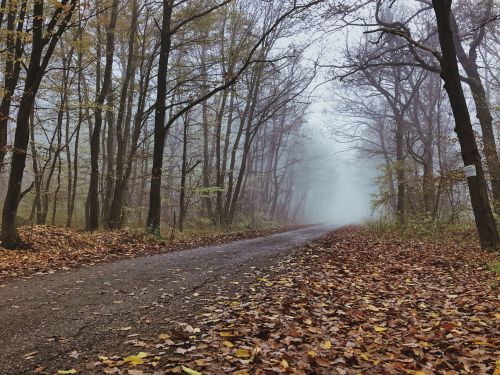 Foggy woods photo journal part II. Visegrad mountains, Hungary.Photo taken by me.