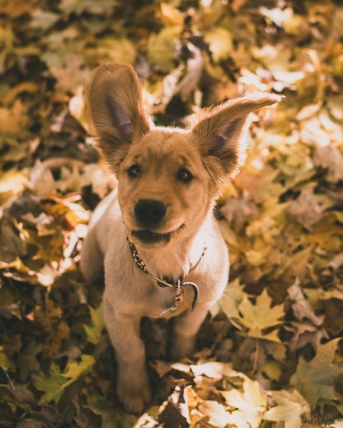 Puppy Joy ❤️ 