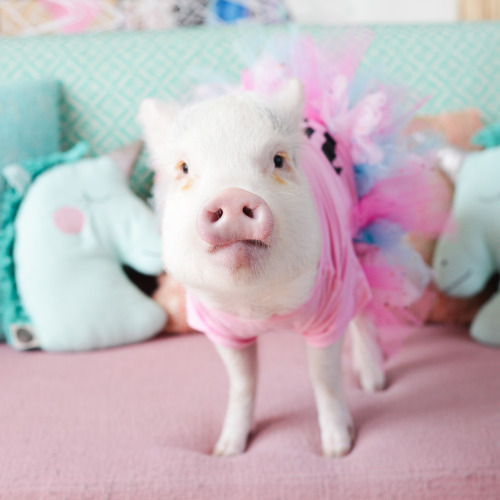 afatfox: apple-pie-thighs: tasselfairy: The cutest little piggy came to hang out in my studio this w