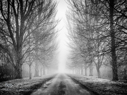 artblackwhite:Fog by prconstable Winter is