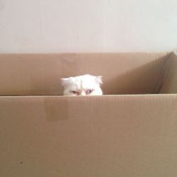 babyhongbin:  we were at a cat café earlier and there was a cat just literally sitting in a box like this 