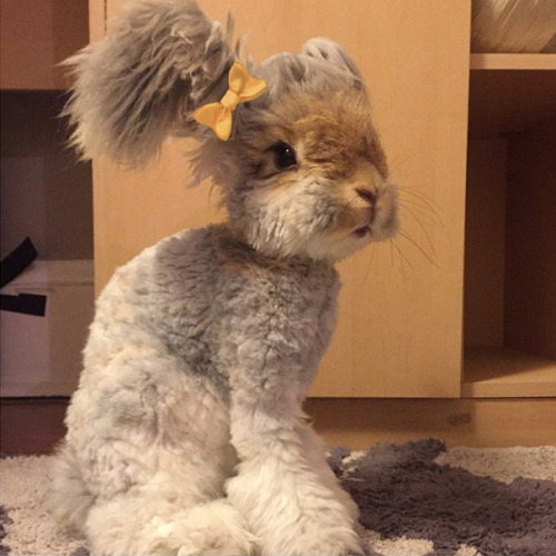 flygex-eatin-on-softies:  thehappysorceress:  archiemcphee:  Meet Wally, an English Angora rabbit with the most awesomely fluffy pair of ears we’ve ever seen. Wally lives in Massachusetts with his human friend Molly. He’ll be one-year-old next