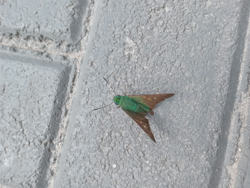 I Was Peacefully At Work, And Then I Saw A Peculiar Green Moth ( That Looked Like A Green Neon Pen But