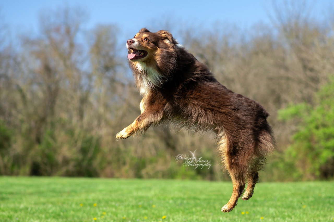 Pazuzu in the air: a photoset Action shots like these excite me so much because it’s so HARD to not only catch your dog in 