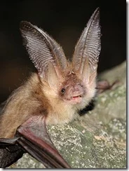 Grey Long Eared Bat?