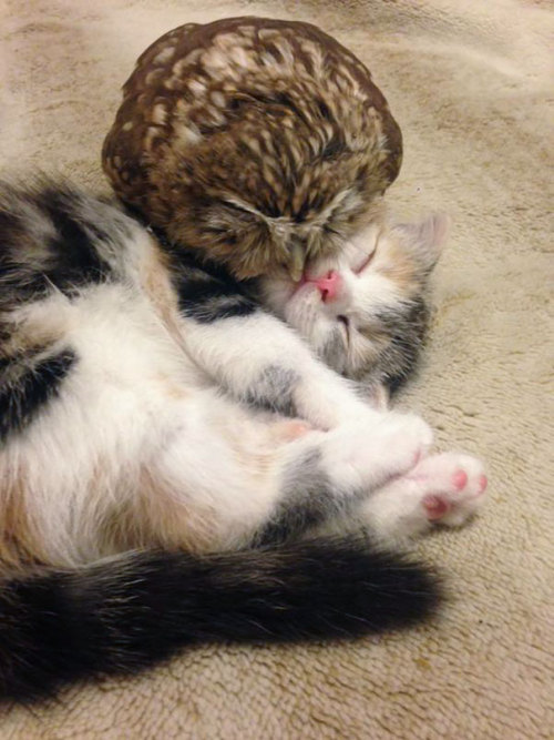 vastderp: thisismycleverhandle:  awesome-picz:    Kitten And Owlet Become Best Friends And Nap Buddies  Hair on fleek   Feather cat likes paw cat. Very nice. 