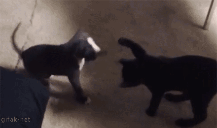 babyanimalposts:  feeling sad? you need this blog on your dash!