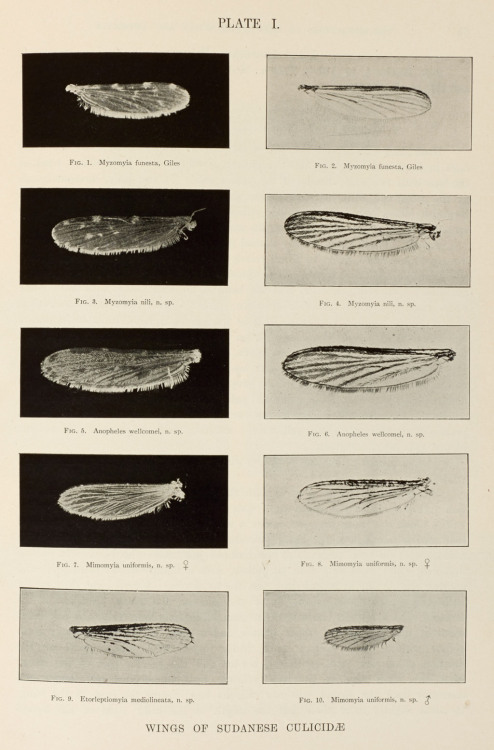 Mosquito wings.Illustration from a report on malaria in Sudan, printed by Henry Wellcome in 1904. Mo