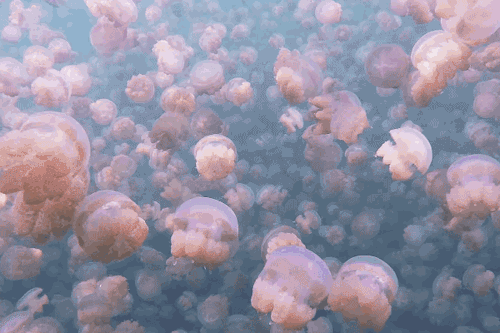 dailydot:This isn’t an animation: It’s Jellyfish Lake, Palau, home to millions of non-stinging gol