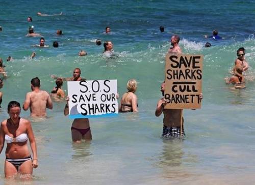 lifeofafuturemarinebiologist: Hello! Just a heads up that the Western Australia Shark Cull is s