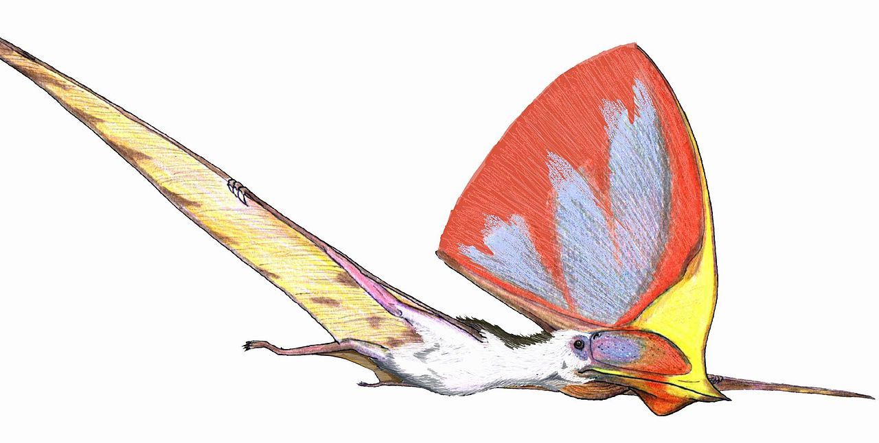 All Your Prehistoric Questions Answered — The History of Pterosaurs, Part  1: Evolution