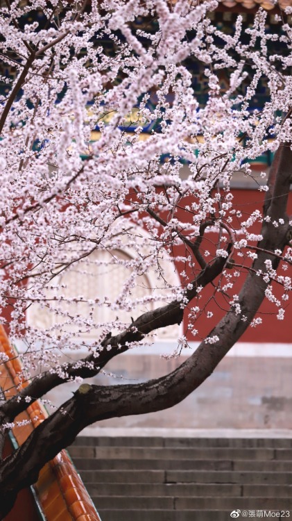fuckyeahchinesegarden:peach blossom in 阐福寺 chanfu temple, beihai park by 張萌Moe23 | gaogewf