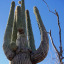 succulent-cacti-plants