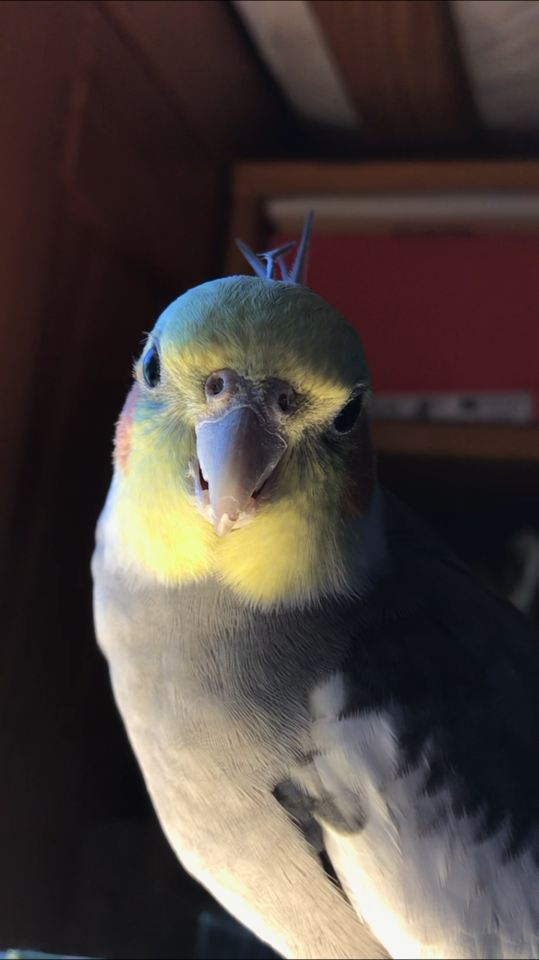 Koji The Cockatiel