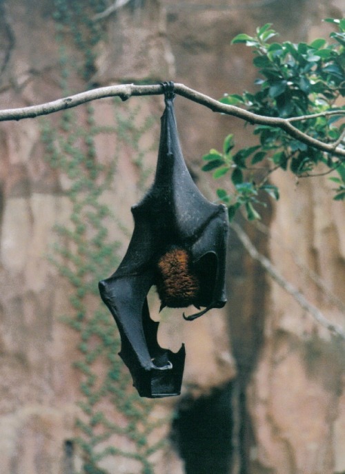 torn-by-dreams:  thenightmaregeneral:  There isn’t a more beautiful wing design than that of a bat. These bats get ENORMOUS and have teeth like a ferret or fox, hence their nickname, the flying fox.   (And they’re adorable ok don’t forget that part)