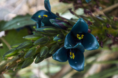 pragmaculture: Look at this remarkable thing I discovered growing in my neighbour’s front yard