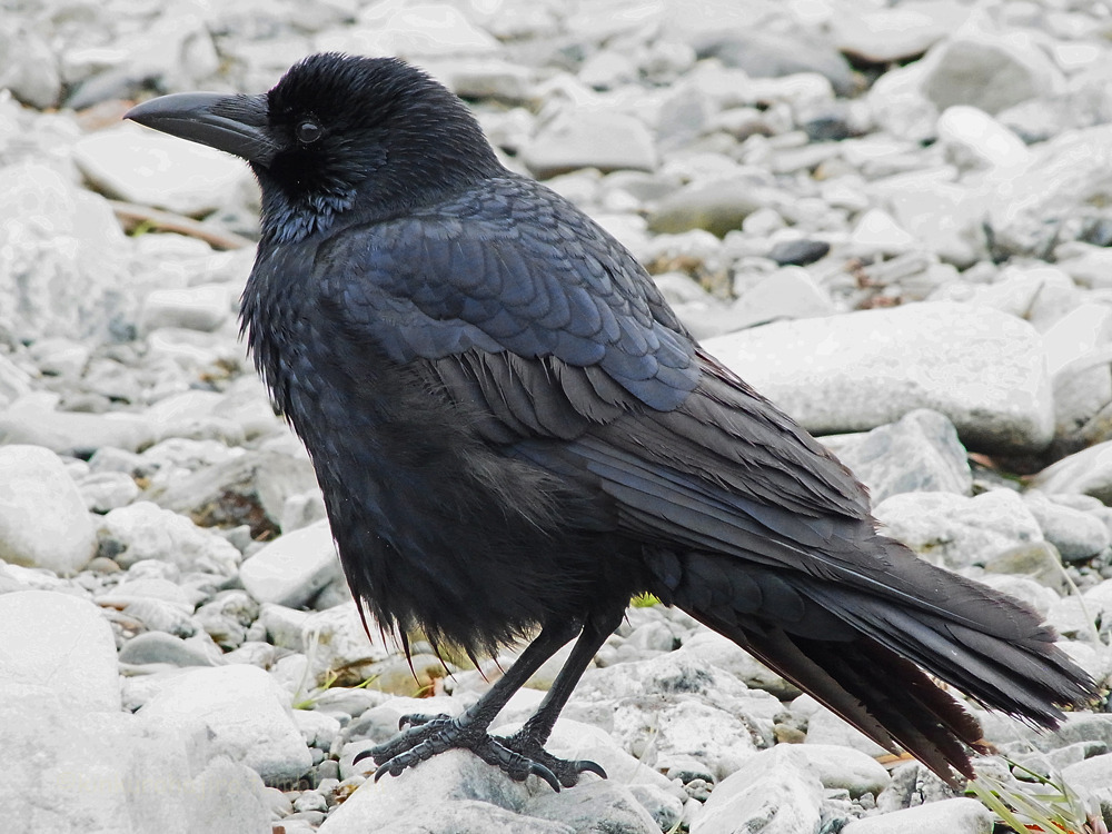 kinkurohajiro:14 jan. 2015(水) Carrion Crow family @ Kamogawa Go-jo, Kyoto.  parents