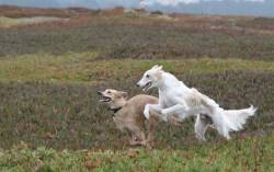 hounddogsrunning:  Helios and Sophie! 