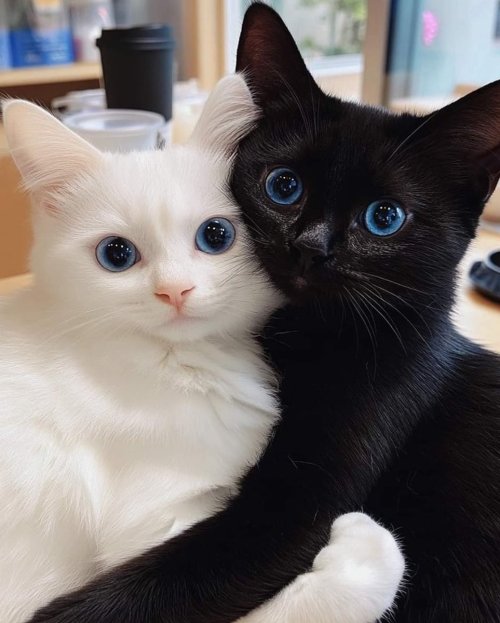 Yin & Yang
