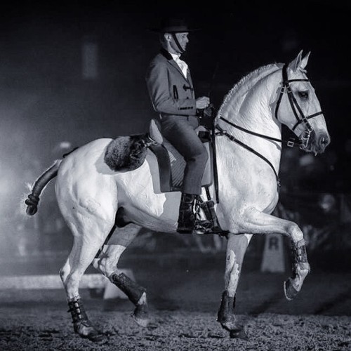 OxidadoXaquiro x CocaLusitano, Stallion15.3hhBorn 1994