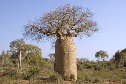 themano:  sixpenceee:  The baobab’s trunk can hold up to 120,000 litres of water.   me