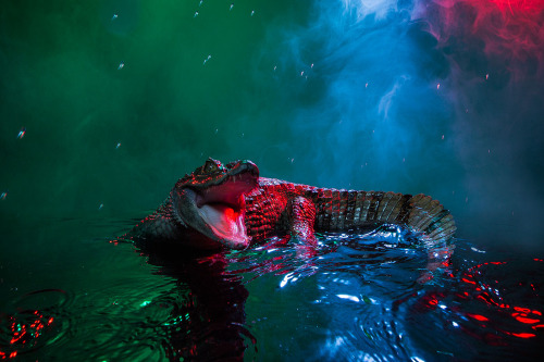 moon83:  Animal Lectures #01 Caiman crocodilus by Andrew McGibbon WWW // Behance // Tumblr 