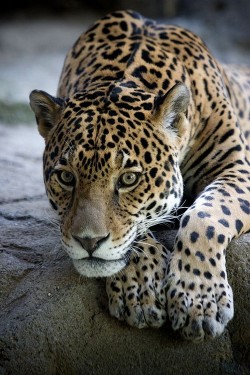 wonderous-world:  Jaguar by Johnny Flash