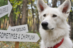 handsomedogs:  My rescue husky/shepherd mix, Ayla, enjoying the 100 Acre Woods behind the Art Museum. I don’t think she was as amused as I was by the art exhibits in the trees. ;)