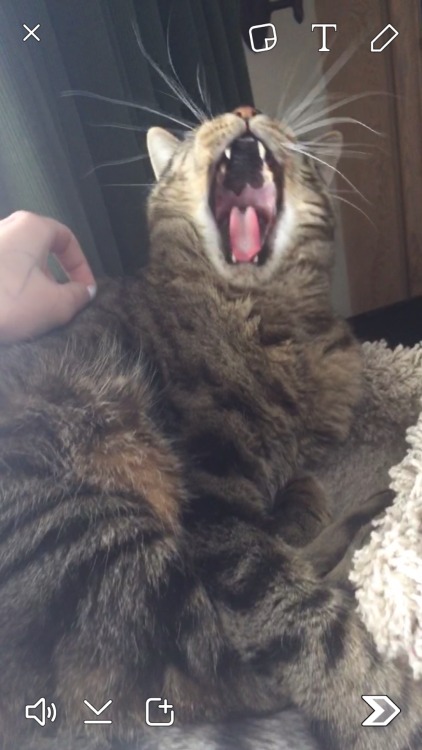 insignificant-stick: guys look I caught a bunch of pictures of my cat yawning