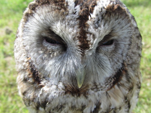 owls! - Baby, Turkmenian X Siberian eagle owl, 2 years old - Freddie, tawny owl, 7 years old - Annie