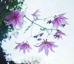 C’est la saison ! Dahlia bambou. #dahliaimperialis #dahliabambou #bambouseraieanduze #floraisonautomnale #automne #fleurs #flowers #flowerstagram (à Bambouseraie de Prafrance)https://www.instagram.com/p/Ck6d2xDsjtq/?igshid=NGJjMDIxMWI=
