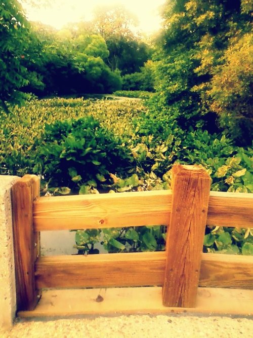 changingglater:  Photographs taken at a lake in Oaklyn, New Jersey.  Model: Chelsea Francis Rettberg (my sister)
