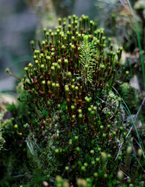 mushroomsandmosses: coniferous growing on moss (by Max Stern Dahl)