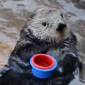 redscharlach:  What’s more topical than Otters Who Look Like Benedict Cumberbatch?