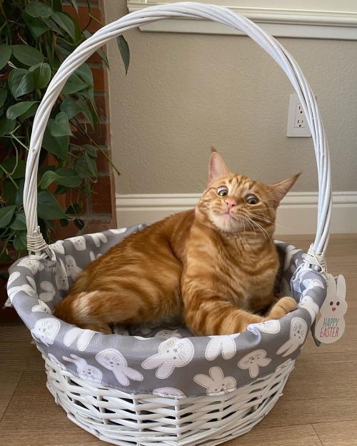 catsofinstagram:From @mytigerjojo: “When you’re relaxing in your basket and the bunny hops by! ” #ca