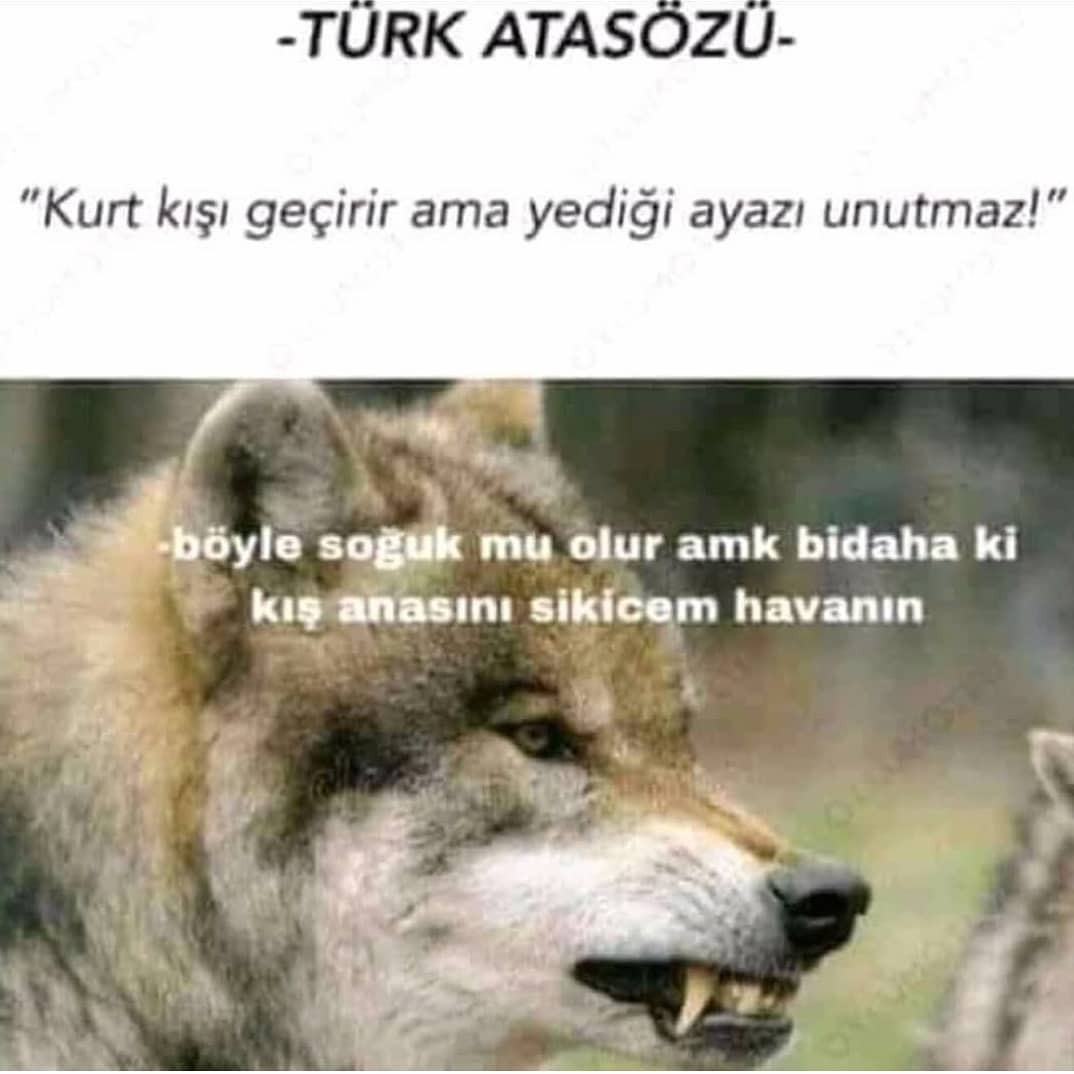 -TÜRK
ATASÖZÜ.-
"Kurt kişi...