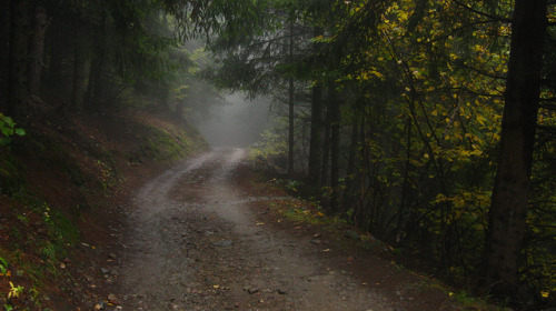 la strada nel bosco by diego_m82 on Flickr.