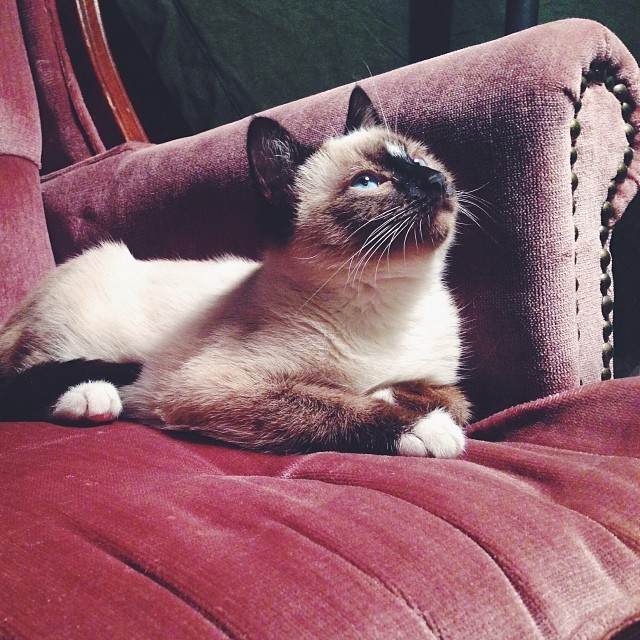 laurennicolelove:  we got a new chair. please excuse me while i submit darling petunia