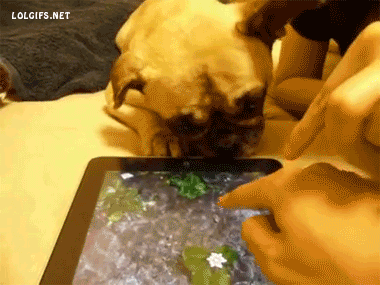 Porn onlylolgifs:  Dog Tries to Drink Water From photos