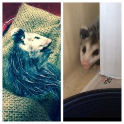 theveganzombie:  I rescued this little baby from a rat trap yesterday…I didn’t think it was going to survive, but with some food and water, it seems to be doing quite well! I’ll be dropping the baby off to someone who rehabilitates animals back